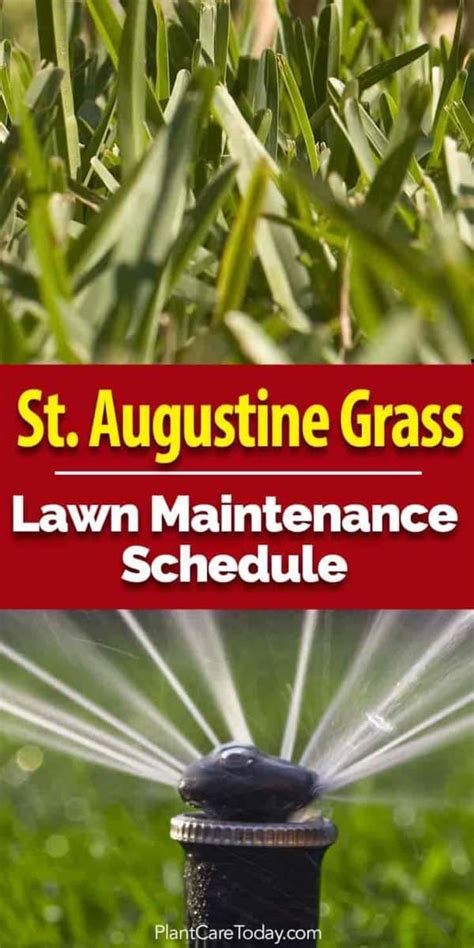 St Augustine Grass Lawn Maintenance Schedule