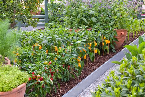 Growing Peppers Corn Vegetables In Backyard Plant And Flower Stock