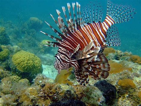Fort Myers Fishing Report 83114 Lionfish ~ Fortmyers