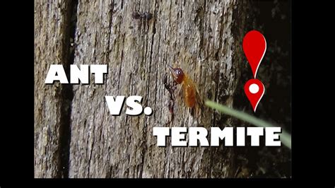 How to keep termites away. Ants Vs. Termites - Do Ants Keep Termites away? - YouTube