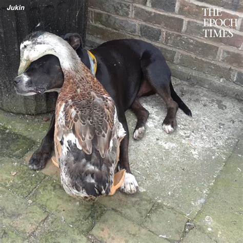 Duck Grooms Dog With Beak Dog Duck Beak Lovely Friendship 🦆💞🐶
