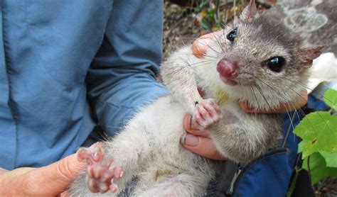 New Populations Of Endangered Species Found Australian Geographic