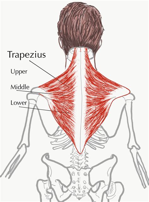 Trapezius — The Bodywork Institute