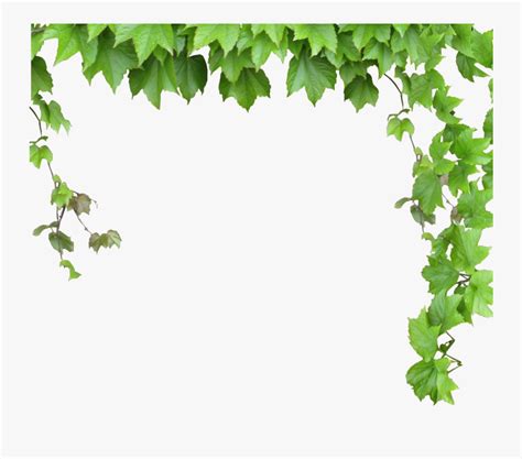 Free Leaves And Vines Svg Leafy Vine Borders Vector S
