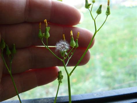 Photo Of The Seeds Of Wild Lettuce Lactuca Virosa Posted By