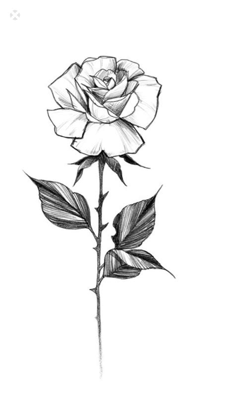 Newest Free Of Charge Single Rose Drawing Ideas With This Tutorial We