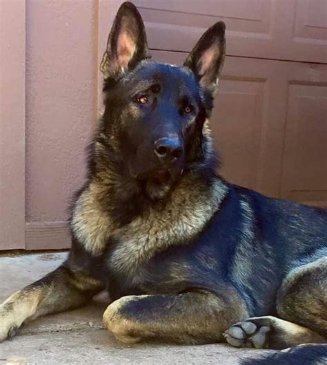 The average size of a litter is about 8 puppies but it can be as many as 15, which will pose some problems that we will discuss further in this article. Ayers Legends German Shepherds Kino X-Large Sable Male 12 months old | German shepherd puppies ...