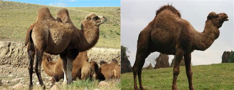 Animals Of The World Camello Vs Dromedario