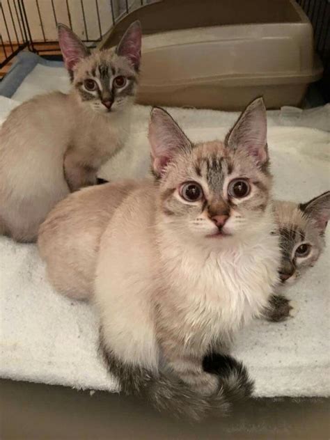 Lynx Point Snowshoes Siamese Kittens Kittens Cats And Kittens