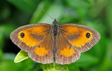 Orange Butterfly Identification And Guide To 29 Species Owlcation