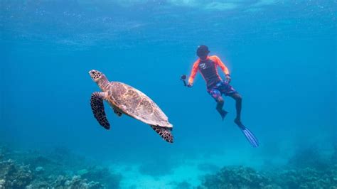 Celebrating The Maldives Sea Turtles