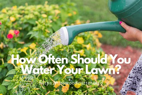How often should i water? How Often Should I Water My Lawn? | The Wood Cutter