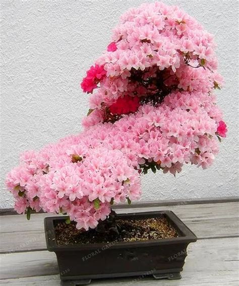 Bonsai Tree Japanese Sakura Plant Rare Japanese Cherry Blossoms Flowers
