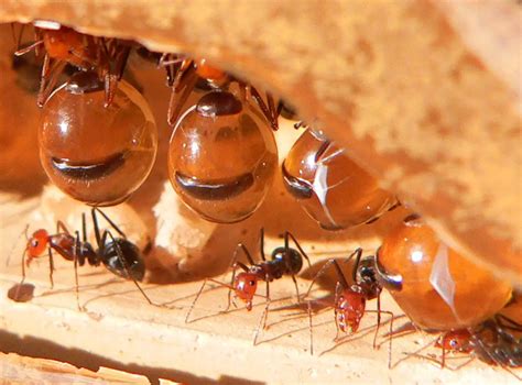 Reprodução Da Formiga Filhotes E Período De Gestação Mundo Ecologia