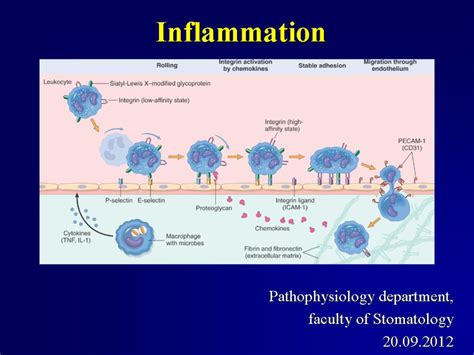 Inflammation 2012 Pathophysiology And Neuroscience