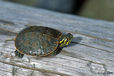 Western Painted Turtle Chrysemys Picta Bellii