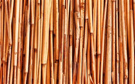 Download Wallpapers Brown Bamboo Trunks Macro Bambusoideae Sticks