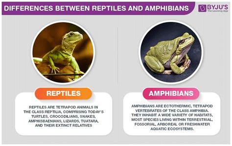 Important Difference Between Amphibians And Reptiles