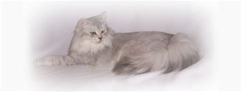 The siberian cat is moderately active. Siberian Kittens *FOR SALE* in NY! (Can CATS really be ...