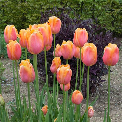 28 Spring Blooming Tulips To Plant This Fall