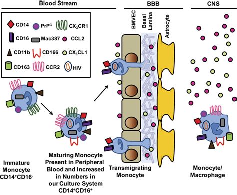 Schematic Representation Of The Correlation Of Monocyte Maturation In