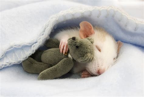 Rats Photographer Turns Pet Rodents Cuddly