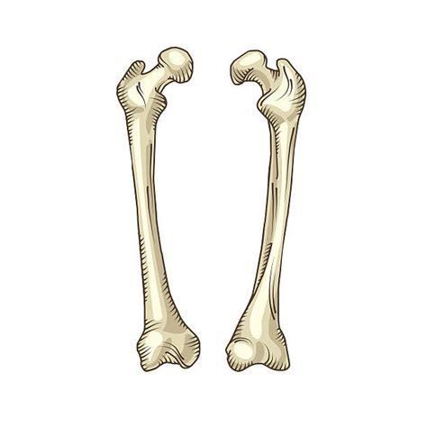 Best Arm Bone Illustrations Royalty Free Vector Graphics And Clip Art