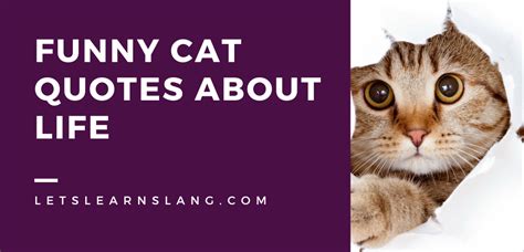 50 Funny Cat Quotes About Life That Every Cat Lover Should Read Lets Learn Slang