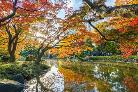 Autumn Foliage In Japan Spots In The City And Perfect Day Trips Aptsjp