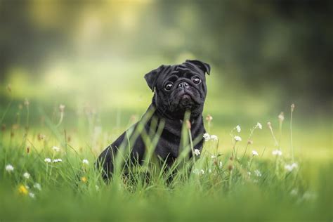 Pug Breed Information And Insurance Costs Manypets
