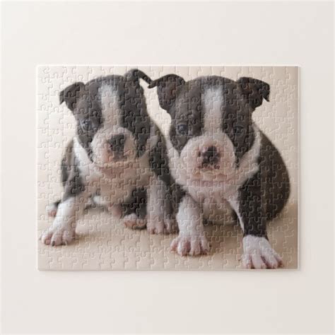 Two Boston Terrier Puppies Jigsaw Puzzle Zazzle