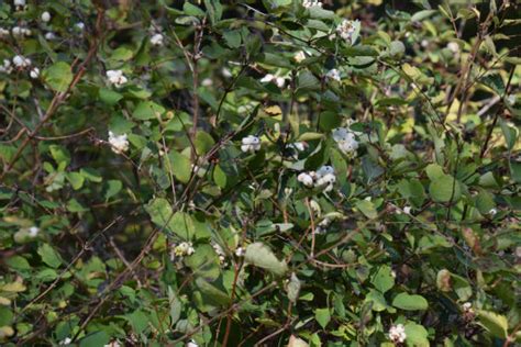 860 Snowberry Bush Stock Photos Pictures And Royalty Free Images Istock
