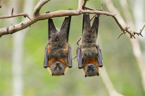 Charter Towers To Relocate Flying Fox Colony Inside Local Government