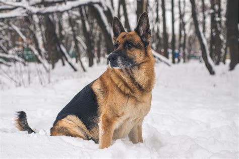 What Should I Know Before Buying A German Shepherd Everything You