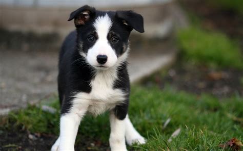 Beautiful Border Collie Puppy Goes On The Grass Wallpapers