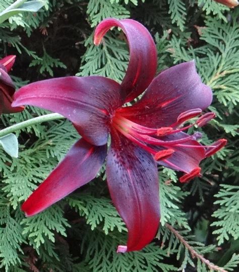 Lily Lilium Night Flyer In The Lilies Database