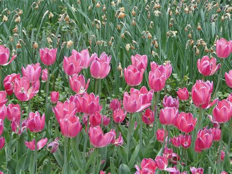 Hình ảnh Thiên Nhiên Thực Vật Cánh Hoa Tulip Hình Nền Hoa Tulip