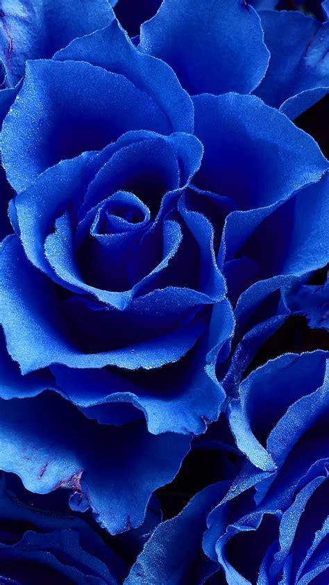 Blue Rose Flowers Close Up Blue Flower Blue Roses Blue Flowers