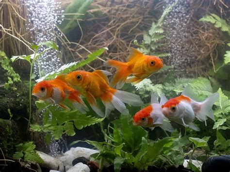 Veiltail Goldfish Care Guide And Species Profile Fishkeeping World