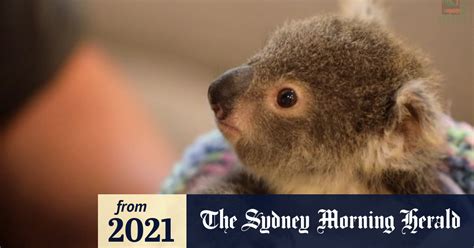 Video Koala Joey Finds Surrogate Dad