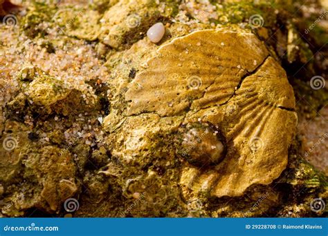 Seashell In Stone Stock Photo Image Of Coast Natural 29228708