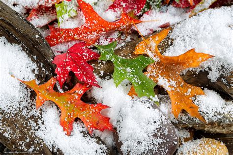 Download Wallpaper First Snow Autumn Leaves Nature Free
