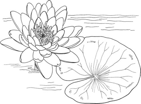 Simple water lily coloring page. Nymphaea Mexicana or Yellow Water Lily coloring page ...