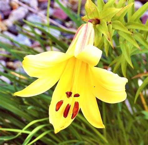 We did not find results for: List of 50+ Different Types of Lilies With Pictures