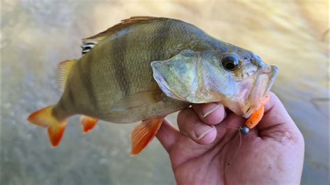 Redfin Fishing I Hit The Perch Fishing Jackpot With A Nice Feed Of