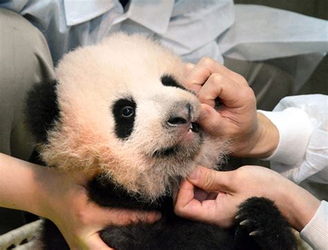 Japans Baby Panda Now Has A Name Xiang Xiang Or Fragrance News 1130