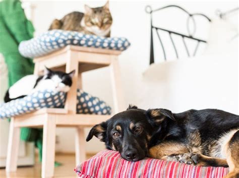 Wenn der mieter diese ich bekomme meine wohnung absolut nicht warm, der fussboden ist so kalt, dass die kälte durch die hausschuhe drückt. Haustiere in der Wohnung - Mietrecht: Faktencheck ...