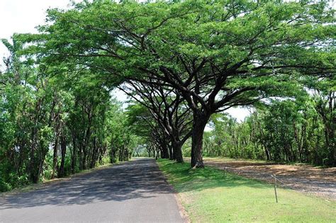 North lombok regency, indonesia · 21 hotels available. 9 Jenis Pohon Peneduh Terbaik untuk Rumah Adem dan Asri
