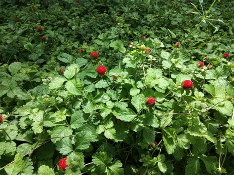 Download Mock strawberry seed | ZHONG WEI Horticultural Products Company,(TOP QUALITY)Plant Seeds ...