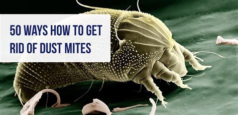 How To Get Rid Of Dust Mites 50 Ways To Kill Dust Mites
